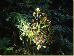 DSCF0061