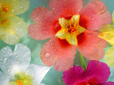 Flowers Normal Resolution Wallpaper 26