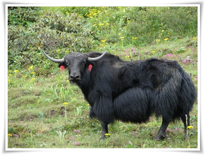 Yak facts pictures