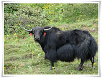 Yak Animal Pictures
