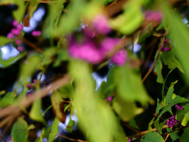 Callicarpa japonica