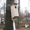 How To Build A Wood Duck House

