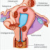 Uterine fibroid causes and best treatment of fibroid 2023 | by Dr.lalit b.