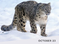 International Snow Leopard Day - 23 October.