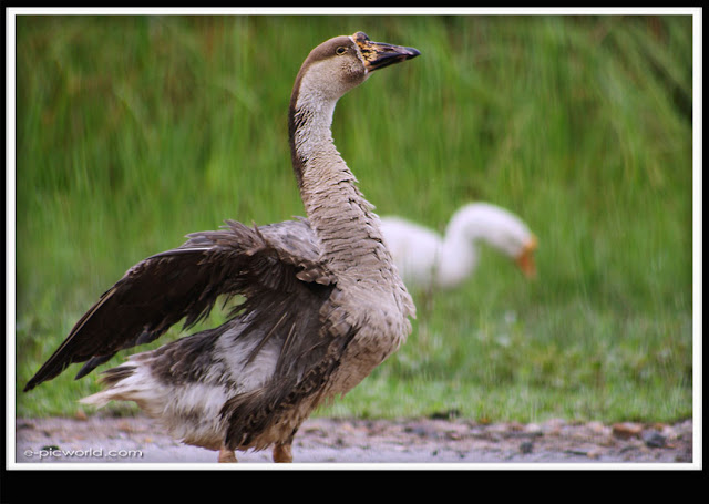 grey goose picture