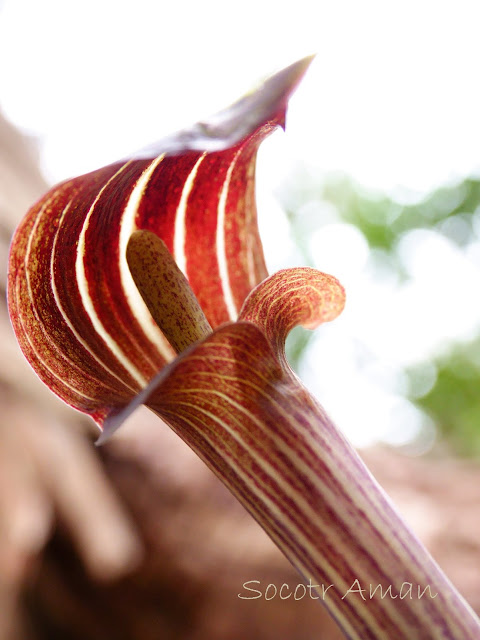 Arisaema limbatum