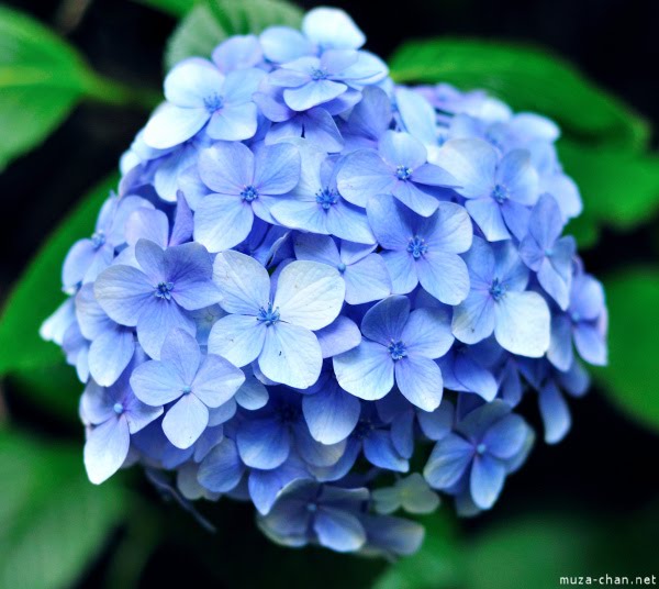 How To Plant Hydrangeas