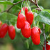 Gambar Buah Goji Berry