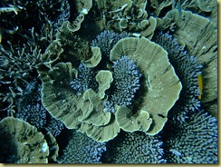 Coral 2