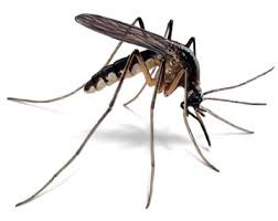 Anopheles mosquitoes