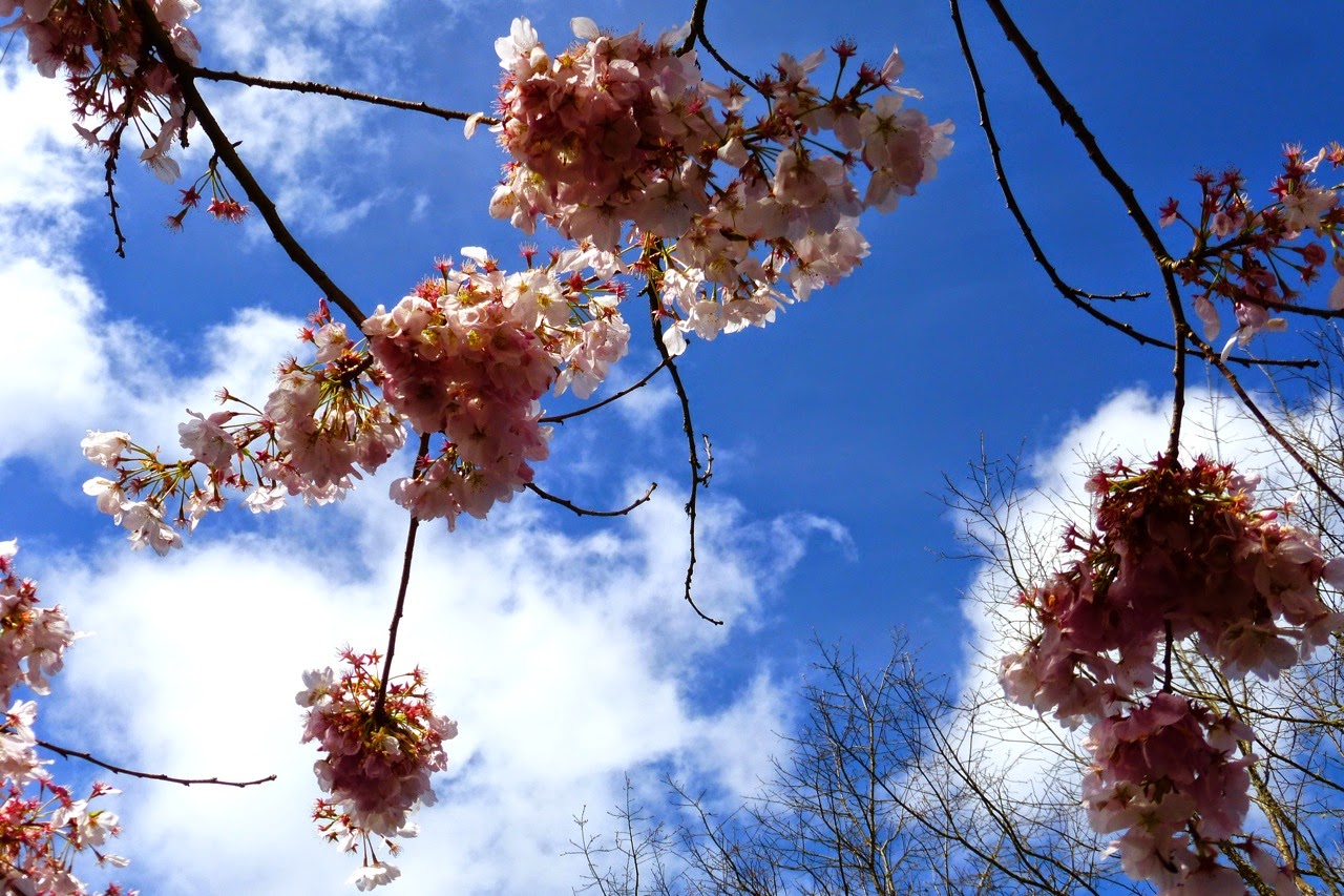 ume hanami, first day of spring, under a plum blossom tree, plum blossom, pink blossom, blue sky, pink blossoms, blossom and sky