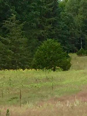 Distant clusters of goldenrod