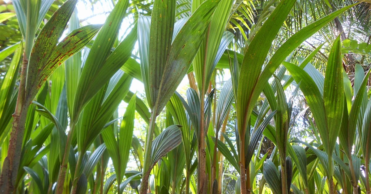 PRODUK DARI KELAPA