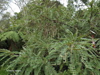 Casophora tree - Wellington Botanic Garden, New Zealand