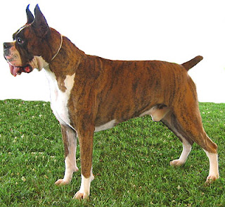 boxer dog hound canine pooch canis bow-wow despicable fellow qen txakurra gos pas hond koer aso koira kutya hundur madra pets huisdieren animaux de compagnie Haustiere de companie husdjur Evcil Hayvan anifeiliaid anwes domace zvali augintiniai alagang hayop domaci zvirata kucni ljubimci animals domestics maskotak