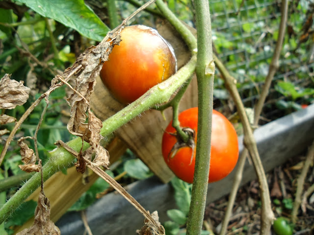 organic tomatoes for the worm wigwam