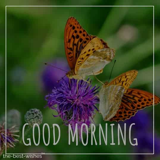 morning monday pictures of flowers and butterflies