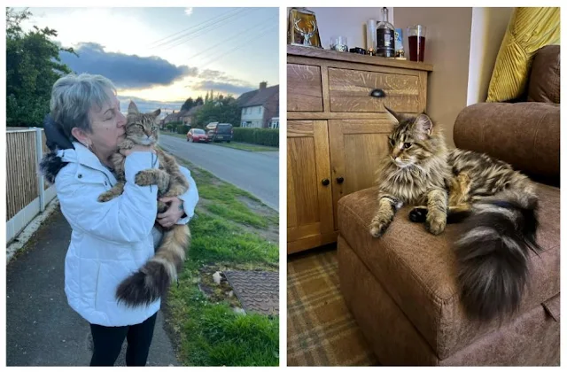 Woman beside herself with worry about lost tabby Maine Coon cat allowed outside