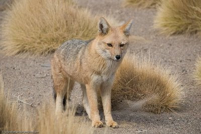 zorro de Sechura Pseudalopex sechurae