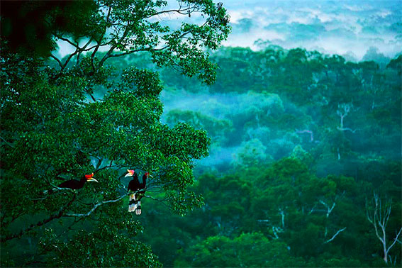 Hutan Taman Nasional Gunung Palung (TNGP) Photo