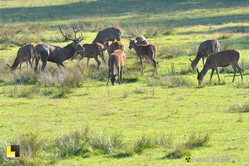 cerf et biches photo blachier pascal