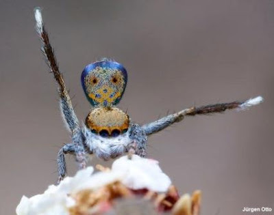 Maratus vultus, vultus, Aranha-pavão, new-peacock-spider, spider, new spider, aranha, aranhas Austrália, austrália, novas espécies de aranhas da Austrália, natureza, conservação, blog Natureza e conservação, Jurgen Otto