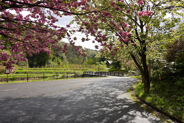 鳥取県西伯郡伯耆町小林 マウンテンストリームきしもと ヤエザクラ（八重桜）