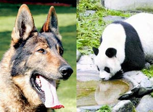 A dog and a panda bear