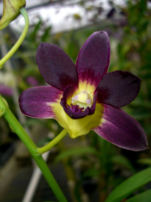 Dendrobium Burana Sunshine
