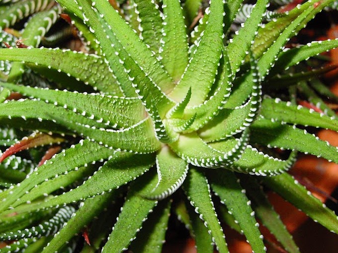 Beneficios del aloe vera para el sistema digestivo