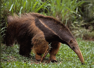 Giant_Anteater