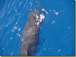 Dolphin under bow of boat