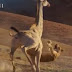 เมื่อสิงโตเจอยีราฟแบบตัวต่อตัว - Giraffe Vs. Lioness