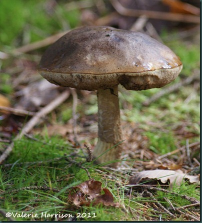 19-Leccinum