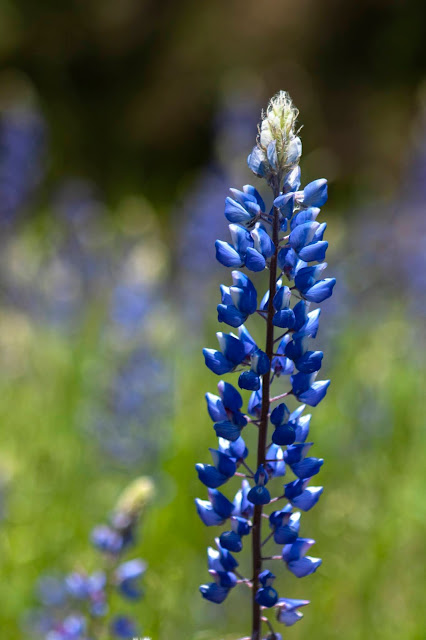 blue, lupine, wildflowers, flowers, nature, beauty, California, photography