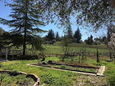 Photo of Orangevale California Trees, Cactus and the Farm Next Door. by gvan42 Gregory Vanderlaan