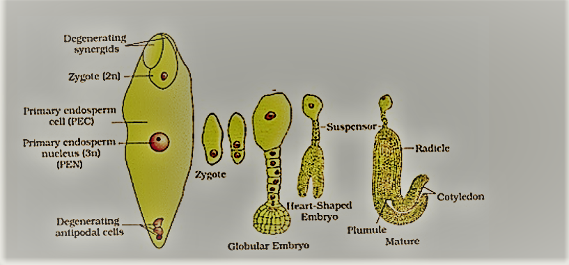 sexual reproduction in flowering plants