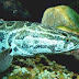 Snakehead (fish) - Snakeheads Fish