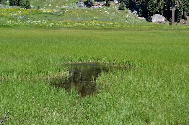 boiling spot in the grass