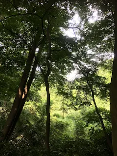 国立科学博物館附属自然教育園園内