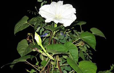 AnnieinAustin, Moonflower on Obelisk