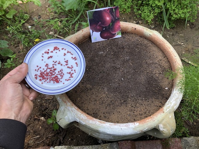 How to Grow Beetroot in Terracotta Containers