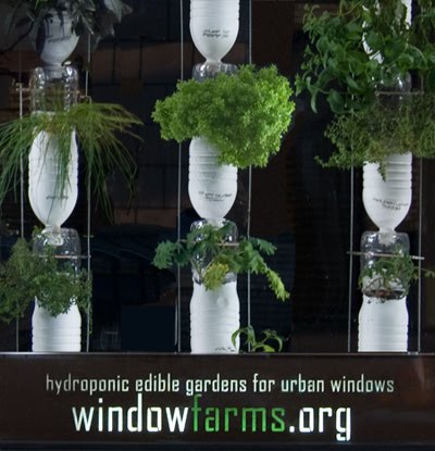 Planting Vegetables Inside a House