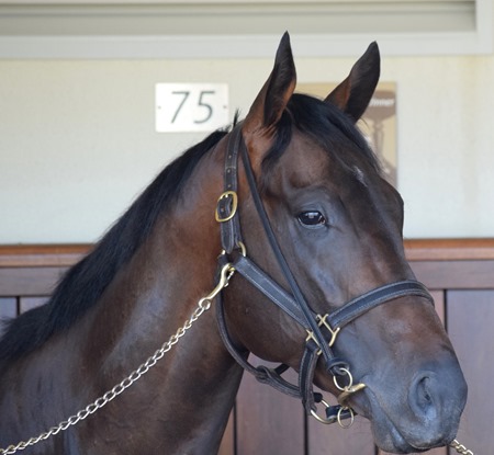 stalls_tumultuous 1