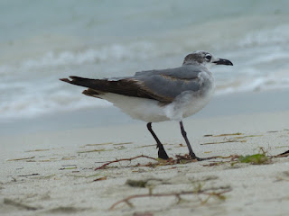 Leucophaeus atricilla - Mouette atricille