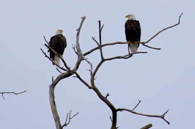 two bald eagles perched at Kelley Land and Cattle Co.