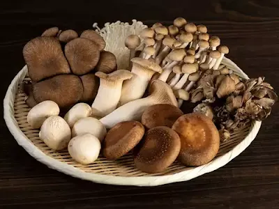 Mushroom Consultant In Malaysia