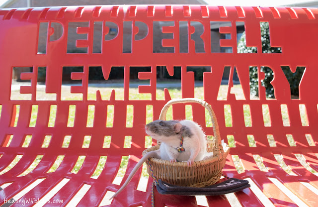 Vincent the Therapy Rat at Pepperell Elementary School