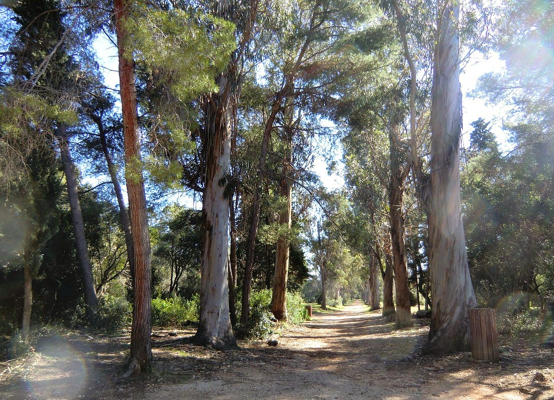 The eucalyptus alley in Ile Ste-Marguerite