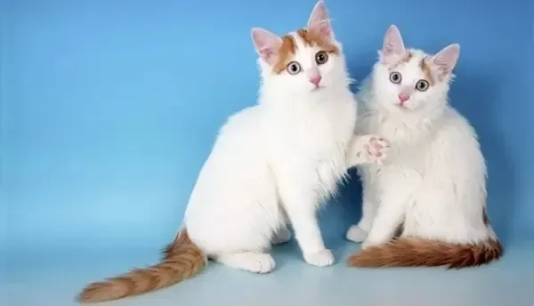 قط الفان التركي افضل انواع القطط المنزلية